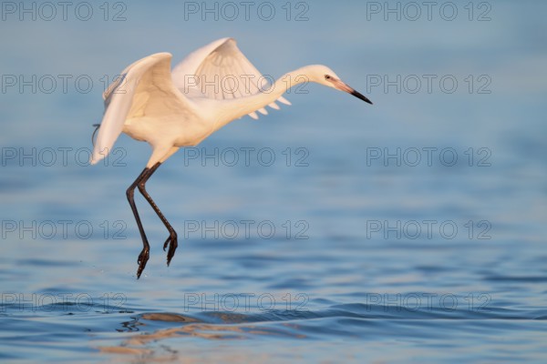 Reddish Egret (Egretta rufescens) flying, Florida, USA