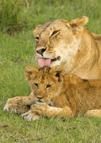 African Lion (Panthera leo) mother with young, Masai Mara, Kenya