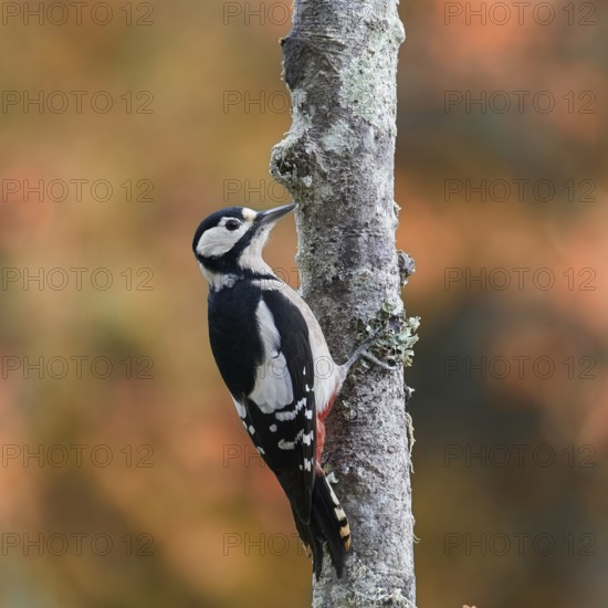 Great Spotted Woodpecker (Dendrocopos major) adult female perched on a tree, Castile and Leon, Spain