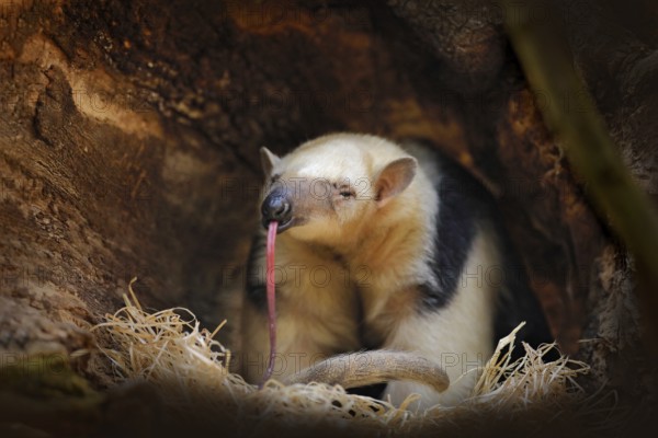Long tongue. Southern Tamandua, Tamandua tetradactyla, wild anteater in the nature forest habitat, Brazil. Wildlife scene from tropic jungle forest. Anteater with long muzzle and big ear