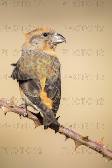 Red Crossbill (Loxia curvirostra) male perched on a branch, Aragon, Spain