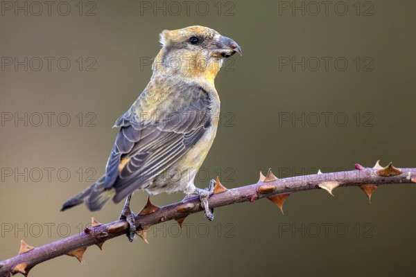 Red Crossbill (Loxia curvirostra) male perched on a branch, Aragon, Spain