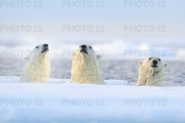 Three polar bears on drift ice, Svalbard, Norway. Rare wildlife scene from nature, cold winter with snow in the Arctic. Animal behaviour in the sea. Polar bears in the ocean water with ice