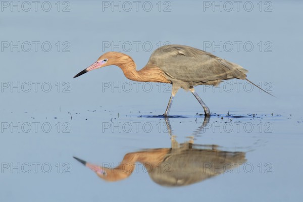 Reddish Egret (Egretta rufescens), Florida, USA