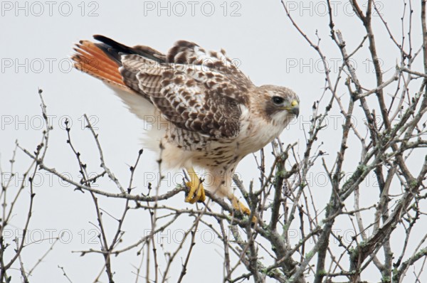 Red-tailed Hawk (Buteo jamaicensis), Texas, USA