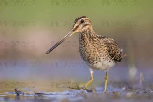 Common Snipe (Gallinago gallinago) foraging, Poland