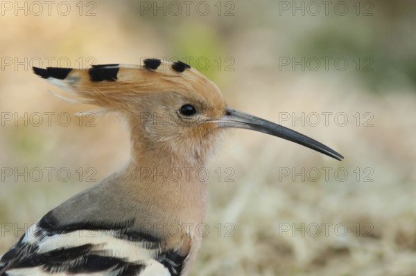 Eurasian Hoopoe (Upupa epops), Turkey