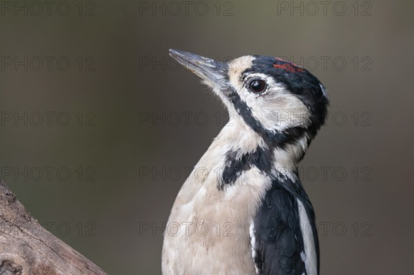 Great Spotted Woodpecker (Dendrocopos major) juvenile, Lower Saxony, Germany
