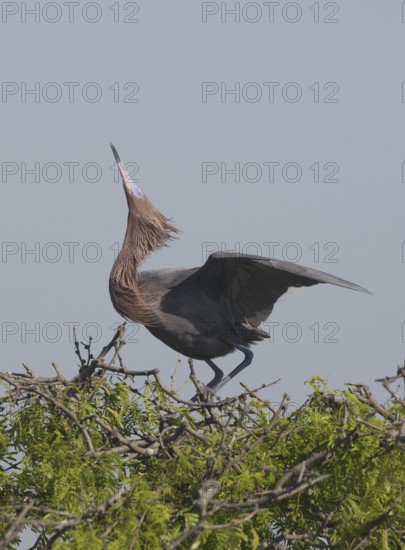 Reddish Egret (Egretta rufescens), Texas, USA
