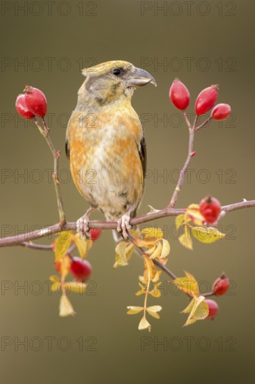 Red Crossbill (Loxia curvirostra) male perched on a branch, Aragon, Spain