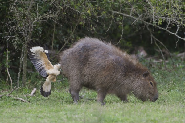 A Yellow-headed Caracara feeds from the rear end (anus) of a Capybara. In this image the caracara has anchored itself by grabbing the Capybara's hide. Surprisingly the Capybara doesn't seem to mind as the caracara is removing unwanted insects from the capybara so the capybara doesn't mind. Location: Ibera Marshes, Argentina