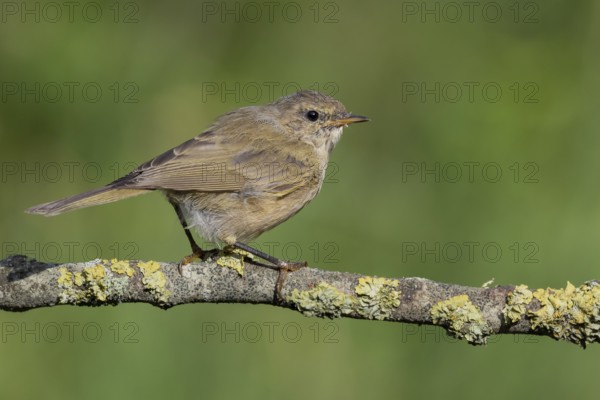 Common Chiffchaff (Phylloscopus collybita) perched on a branch, Lower Saxony, Germany