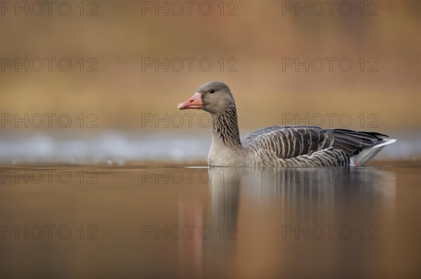 Greylag Goose (Anser anser), Bavaria, Germany