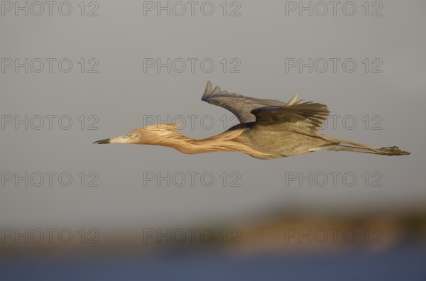 Reddish Egret (Egretta rufescens) flying, Texas, USA