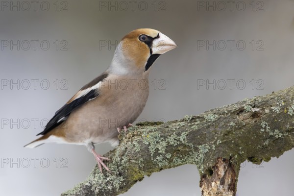 Hawfinch (Coccothraustes coccothraustes) male perched on a branch, Poland