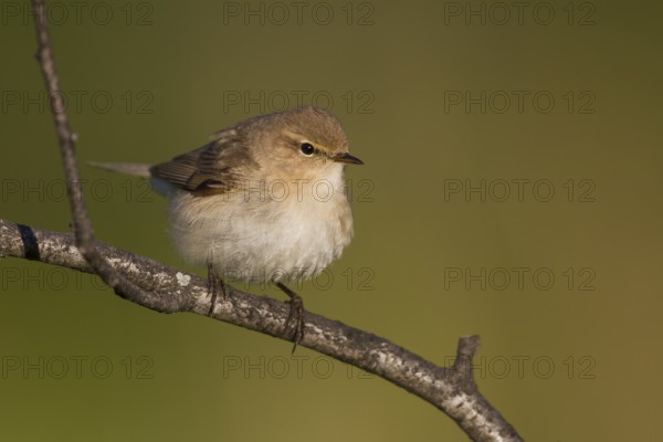 Siberian Chiffchaff - Taigazilpzalp - Phylloscopus tristis, Kazakhstan