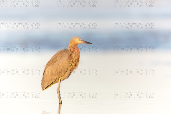 Reddish Egret (Egretta rufescens) foraging, Florida, USA