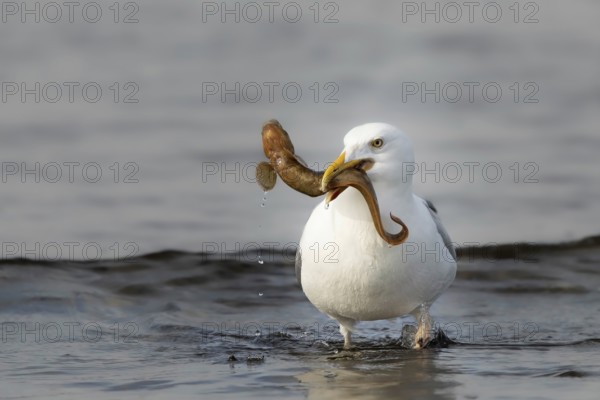 European Herring Gull (Larus argentatus) with Viviparous eelpout (Zoarces viviparous) prey in its beak, Smaland, Sweden
