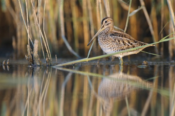 Common Snipe (Gallinago gallinago), Thuringia, Germany