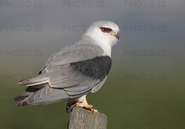 Black-winged Kite (Elanus caeruleus), Vila Franca de Xira, Portugal