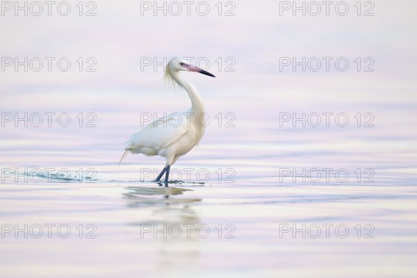 Reddish Egret (Egretta rufescens), Florida, USA