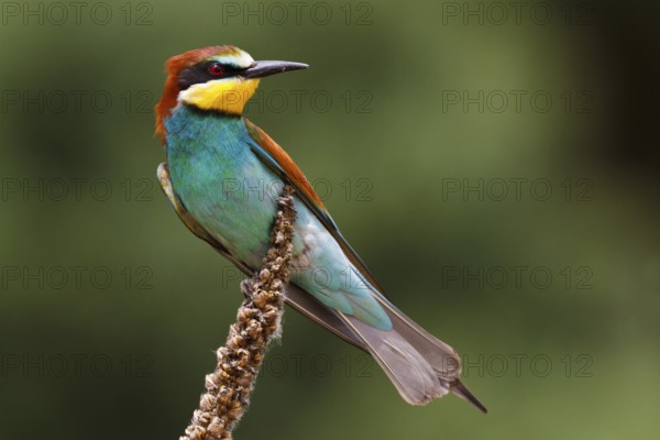 European Bee-eater (Merops apiaster), Castile, Spain