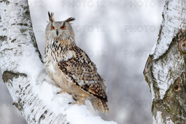 Winter scene with owl. Big Eastern Siberian Eagle Owl, Bubo bubo sibiricus, sitting on hillock with snow in the forest. Birch tree with beautiful animal. Bird from Russia winter. Snow covered bird