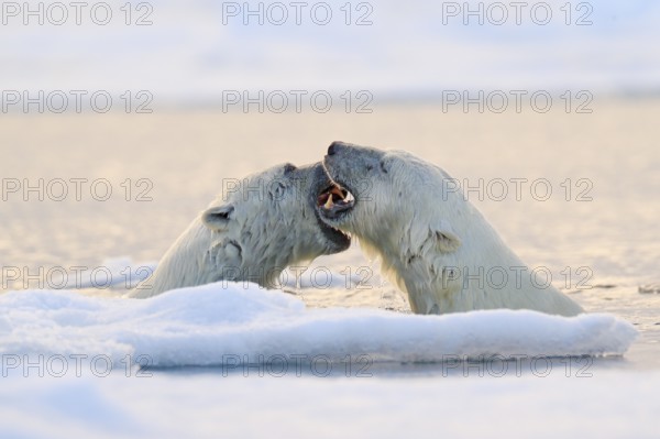 Polar bear fight in the water. Two Polar bears playing on drifting ice with snow. White animals in the nature habitat, Svalbard, Norway. Animals playing in snow, Arctic wildlife. Funny nature image