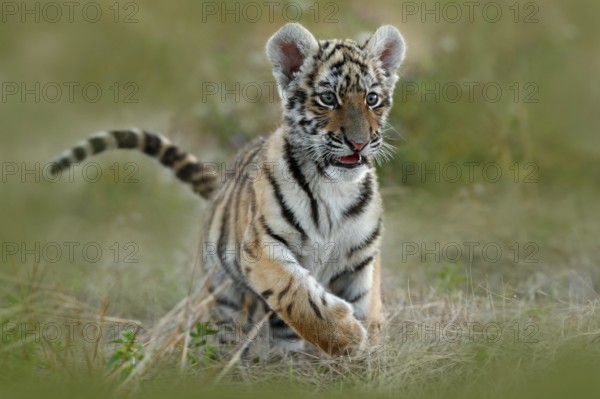 Cute tiger cub. Siberian tiger in grass. Amur tiger running in the meadow. Action wildlife summer scene with danger animal. Nature in tajga, Russia
