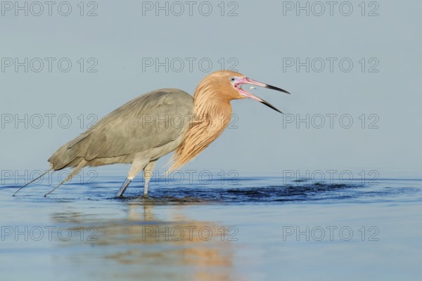Reddish Egret (Egretta rufescens), Florida, USA