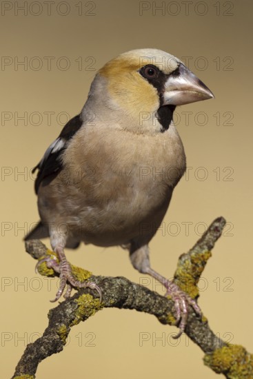 Hawfinch (Coccothraustes coccothraustes), Extremadura, Spain
