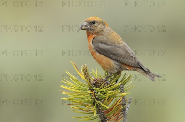 Red Crossbill (Loxia curvirostra) male, Oregon, USA