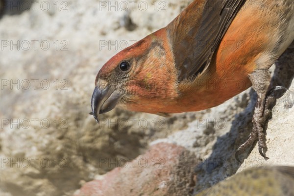 Common Crossbill - Fichtenkreuzschnabel - Loxia curvirostra ssp. curvirostra, Germany