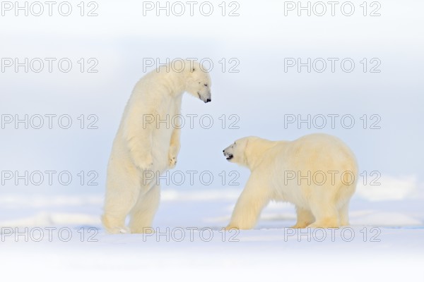 Polar bear dancing fight on the ice. Two bears love on drifting ice with snow, white animals in nature habitat, Svalbard, Norway. Animals playing in snow, Arctic wildlife. Funny image in nature