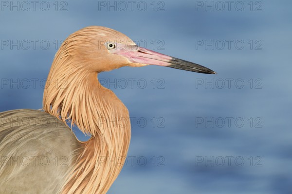 Reddish Egret (Egretta rufescens), Florida, USA