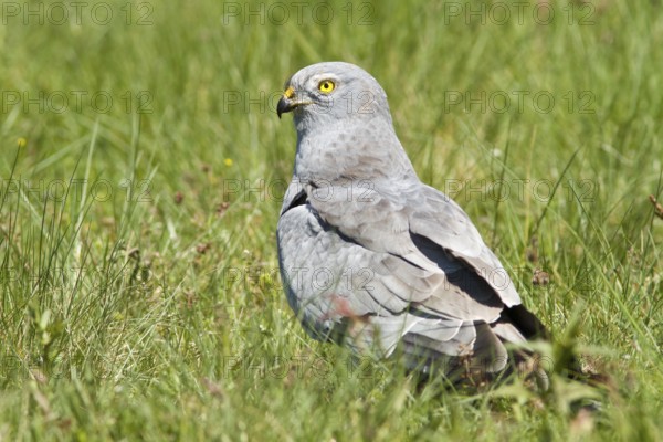 Montagu´s Harrier (Circus pygargus), adult male on grassland, Galicia, Spain