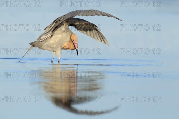 Reddish Egret (Egretta rufescens), Florida, USA