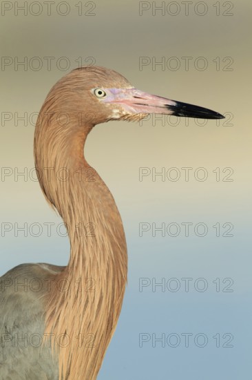 Reddish Egret (Egretta rufescens), Florida, USA