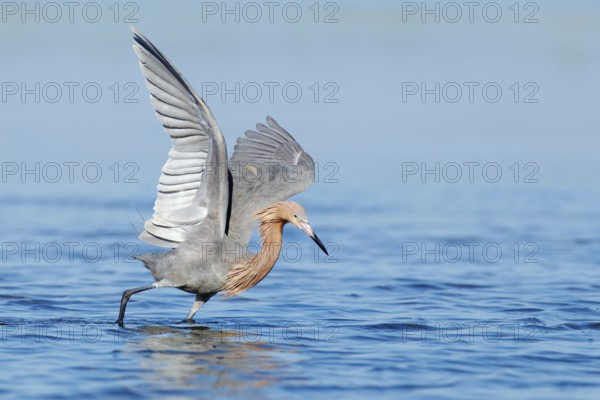 Reddish Egret (Egretta rufescens), Florida, USA
