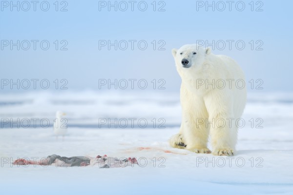 Two polar bears with killed seal. White bear feeding on drift ice with snow, Svalbard, Norway. Bloody nature with big animals. Dangerous animal with carcass of seal. Arctic wildlife, animal feeding behaviour