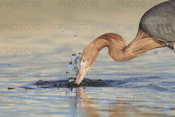 Reddish Egret (Egretta rufescens), Florida, USA