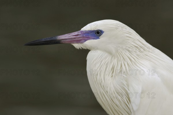 Reddish Egret (Egretta rufescens), Florida, USA