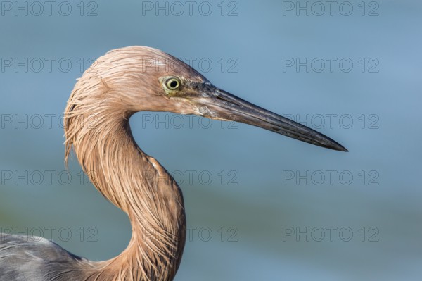 Reddish Egret (Egretta rufescens), Florida, USA