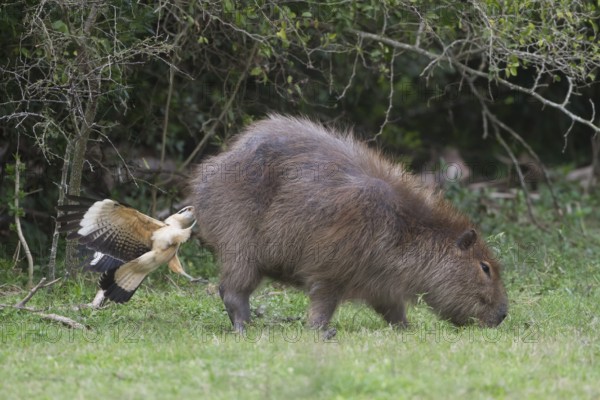 A Yellow-headed Caracara feeds from the rear end of a Capybara. In this image the caracara has anchored itself by grabbing the Capybara's hide. Surprisingly the Capybara doesn't seem to mind as the caracara is removing unwanted insects from the capybara so the capybara doesn't mind. Location: Ibera Marshes, Argentina