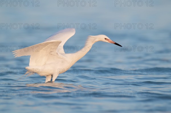 Reddish Egret (Egretta rufescens), Florida, USA