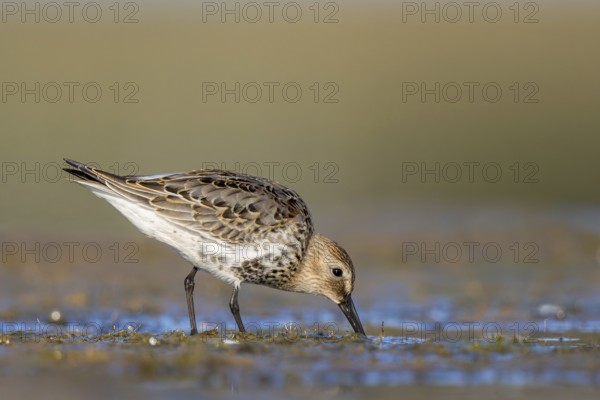 Common Snipe (Gallinago gallinago) foraging, North Rhine-Westphalia, Germany