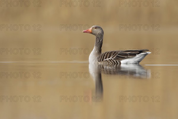 Greylag Goose (Anser anser), Brandenburg, Germany