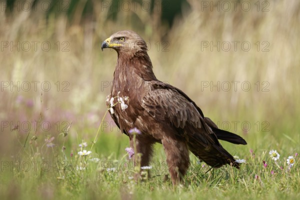 Lesser Spotted Eagle (Clanga pomarina) on grassland, Poland