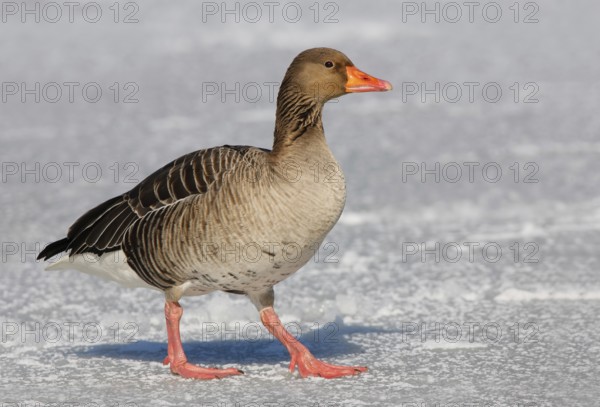 Greylag Goose (Anser anser), Brandenburg, Germany
