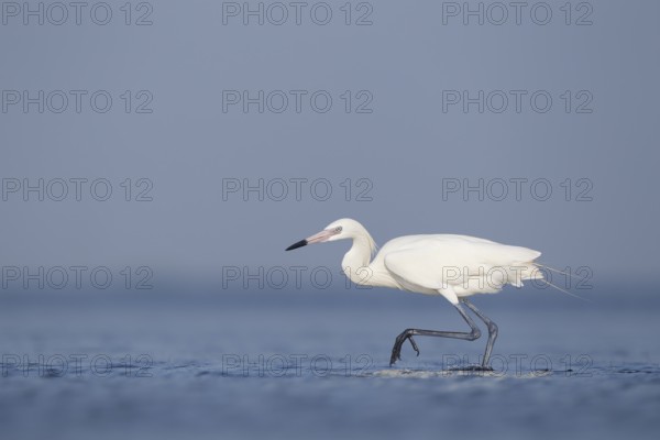White-morph Reddish Egret : Mustang Island State Park : Port Aransas, TX